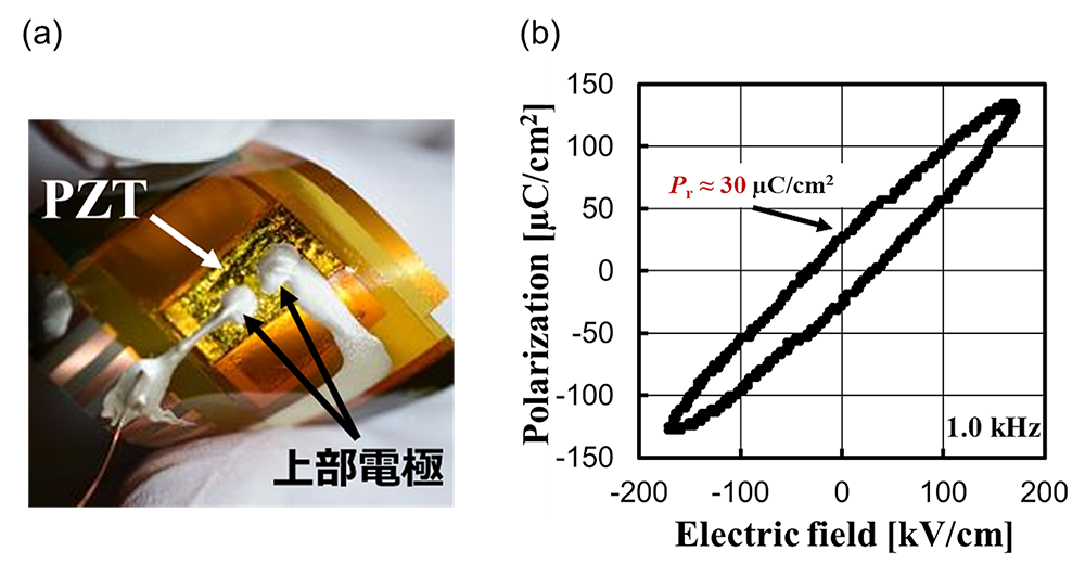 (a)フレキシブルなポリイミドシートに転写した PZT エピタキシャル薄膜の概観。
                                                                    (b) (a)で示した試料の P E ヒステリシス曲線。